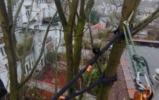 élagage en hauteur