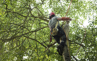 taille arbre en hauteur