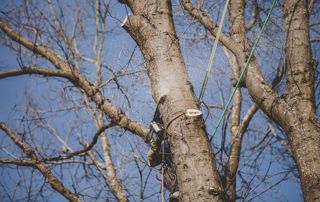 travaux d'élagage en hauteur