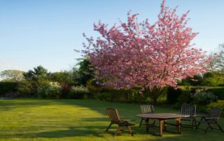 cerisier derrière une table de jardin