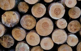 Tas de troncs d'arbres