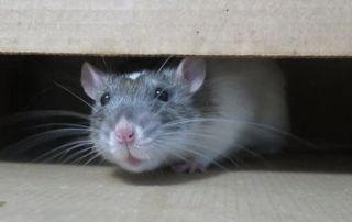 petite souris grise